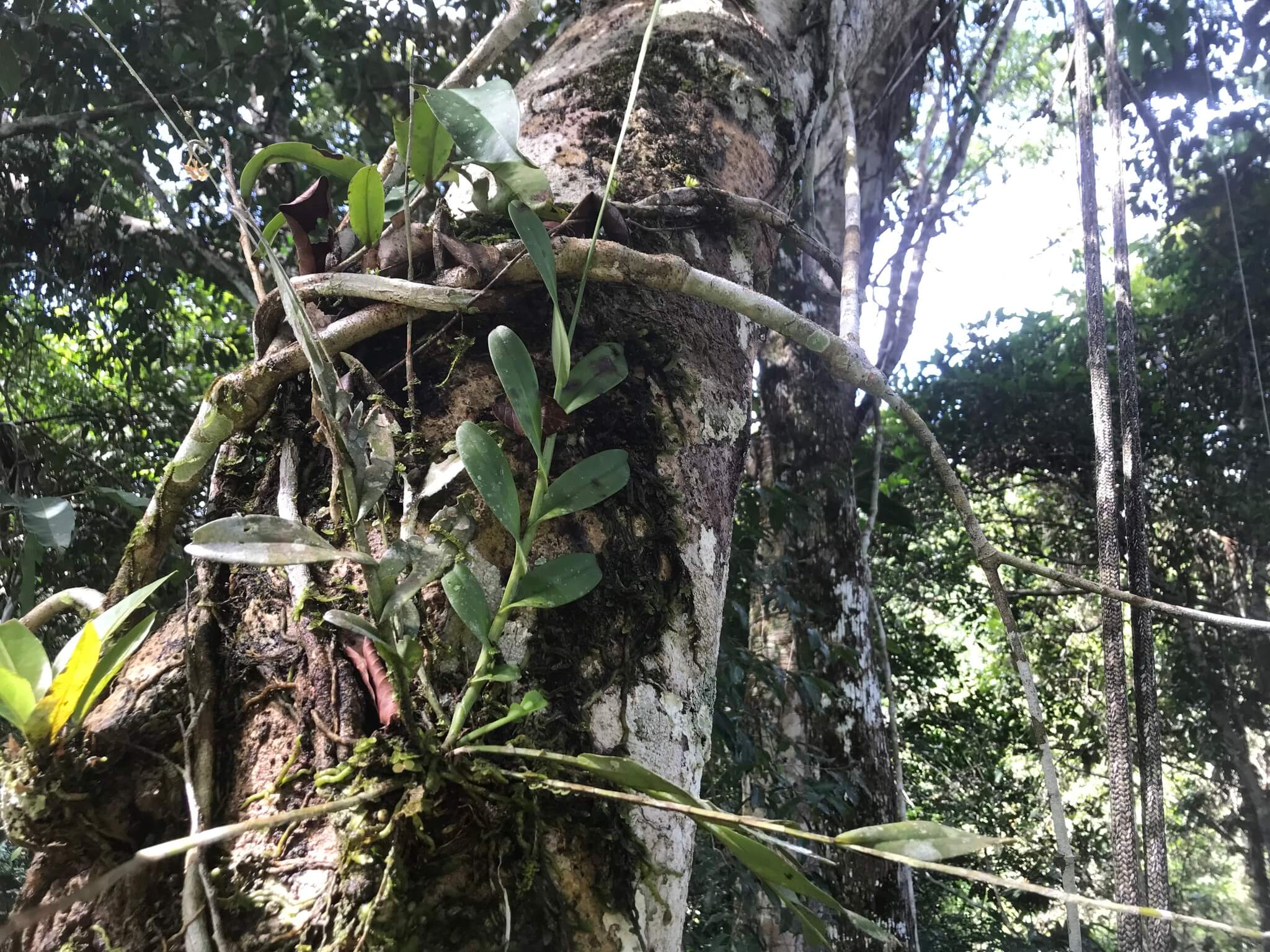 Epidendrum anceps